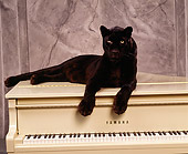 LEP 30 RK0096 53
Black Leopard Laying Down On Top Of Beige Piano Paws In Front Gray Marble Background Facing Camera