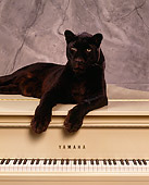 LEP 30 RK0096 63
Black Leopard Laying Down On Top Of Beige Piano Paws In Front Gray Marble Background Facing Camera