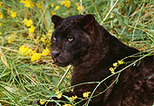LEP 30 RK0116 03
Head Shot Of Black Leopard Laying In Tall Grass With Yellow Flowers