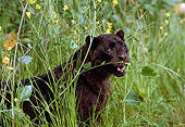 LEP 30 RK0121 01
Head Shot Of Black Leopard Sitting In Tall Grass With Yellow Flowers Mouth Open