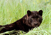 LEP 30 RK0129 14
Black Leopard Laying In Tall Grass Looking Around