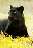 LEP 30 RK0130 64
Black Leopard Laying In Yellow Flower Field