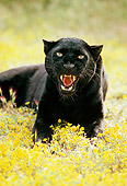 LEP 30 RK0131 06
Black Leopard Laying On Yellow Field Of Flowers Facing Camera Growling
