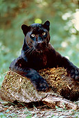 LEP 30 RK0141 02
Black Leopard Laying On Top Of Mildew Log In Shade Trees In Background