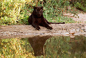 LEP 30 RK0142 30
Black Leopard Laying On Dirt Near Reflecting Water By Trees