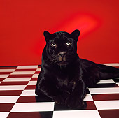 LEP 30 RK0144 13
Black Leopard Laying On Black And White Checkered Floor Facing Camera Red Seamless Background