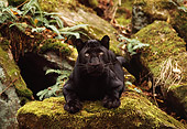 LEP 30 RK0179 03
Black Leopard Laying And Facing Camera On Molded Covered Rock And Plants