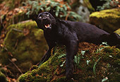 LEP 30 RK0181 07
Black Leopard Laying On Rock Covered With Moss And Ferns Growling