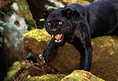 LEP 30 RK0188 04
Close Up Of Black Leopard Laying With Paws Hanging Off Molded Covered Rock Growling Teeth Showing
