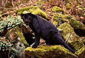 LEP 30 RK0189 02
Full Body Shot Of Black Leopard Sitting Sideways On Molded Covered Rock And Plants Facing Camera