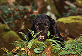 LEP 30 RK0192 03
Head Shot Of Black Leopard Laying Behind Plants Growling