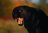LEP 30 RK0196 03
Head Shot Of Black Leopard