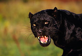 LEP 30 RK0196 05
Head Shot Of Black Leopard