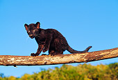 LEP 30 RK0210 22
Black Leopard Cub On Tree Branch Blue Sky Trees