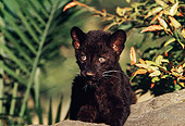 LEP 30 RK0211 24
Black Leopard Cub On Rock By Plants