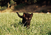 LEP 30 RK0213 11
Black Leopard Cub Walking On Grass Towards Camera