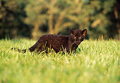 LEP 30 RK0216 04
Black Leopard Cub Playing On Grass