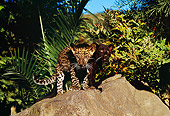 LEP 30 RK0218 03
Black And Spotted Leopard Cubs Standing On Rock Together By Plants