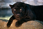 LEP 30 RK0221 07
Black Leopard Laying On Rock