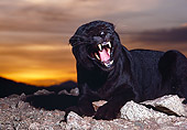 LEP 30 RK0242 08
Black Leopard Growling Laying On Rocks At Sunset