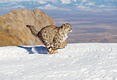 LEP 40 GL0001 01
Snow Leopard Running Through Snow