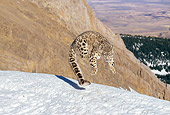LEP 40 GL0002 01
Snow Leopard Leaping On Snowy Mountainside