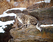 LEP 40 JZ0001 01
Snow Leopard Sitting On Boulder In Snowy Forest