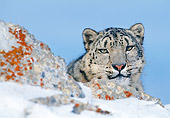 LEP 40 KH0001 01
Head Shot Of Snow Leopard Behind Snowy Boulder