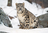 LEP 40 LS0004 01
Snow Leopard Sitting On Snow