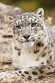 LEP 40 MC0001 01
Portrait Of Snow Leopard Laying On Dirt