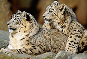 LEP 40 MH0001 01
Close-Up Of Two Snow Leopards Resting On Rocks
