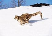 LEP 40 RK0001 13
Snow Leopard Running Down Hill Of Snow