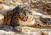 LEP 40 RK0027 01
Snow Leopard Laying On Rock Facing Camera Growling