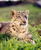 LEP 40 RK0055 06
Snow Leopard Laying On Grass Facing Camera
