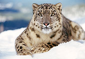 LEP 40 RK0125 07
Close-up Of Head Shot Of Snow Leopard Laying In Snow Facing Camera