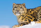 LEP 40 RK0142 04
Head Shot Of Snow Leopard Laying On Snow Hill Blue Sky