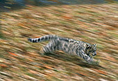 LEP 40 RK0186 01
Snow Leopard Cub Running Fast On Hill Covered With Leaves Blurry