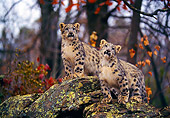 LEP 40 RK0261 01
Two Snow Leopard Cubs Standing On Boulder In Woods