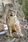 LEP 40 WF0001 01
Snow Leopard Sitting On Rocks