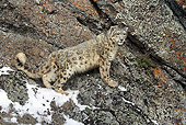 LEP 40 WF0002 01
Snow Leopard Standing On Cliff