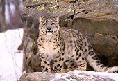 LEP 40 LS0001 01
Snow Leopard Standing On Rock Ledge In Winter