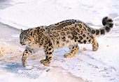 LEP 40 LS0003 01
Overhead View Of Snow Leopard Walking On Snow In Winter