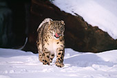 LEP 40 RF0002 01
Snow Leopard Walking On Snow