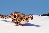 LEP 40 RK0001 03
Snow Leopard Running Down Hill Of Snow