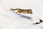 LEP 40 RK0001 14
Snow Leopard Running Down Hill Of Snow