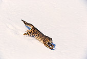LEP 40 RK0001 17
Snow Leopard Running Down Hill Of Snow