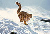 LEP 40 RK0003 02
Snow Leopard Running Fast Down Rocks