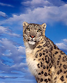 LEP 40 RK0018 01
Shoulder Shot Of Snow Leopard Clouds Studio