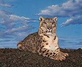 LEP 40 RK0024 01
Snow Leopard Lying Down On Pebbles Facing Camera Studio
