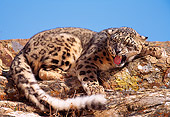 LEP 40 RK0034 04
Snow Leopard Laying On Rocks Growling With Blue Skies